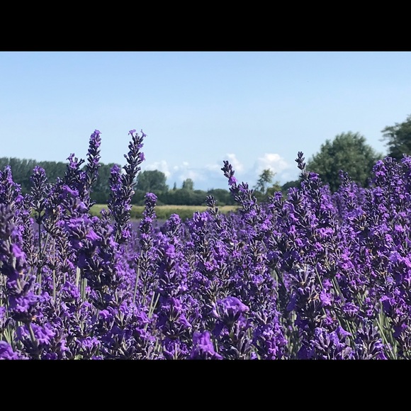 Meet your Posher, Laura - Picture 1 of 1